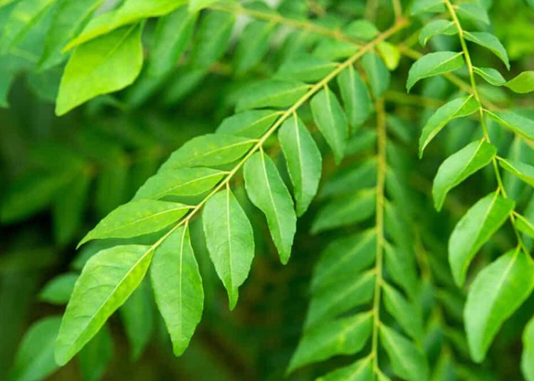 Unlocking the Health Benefits of Curry Leaves