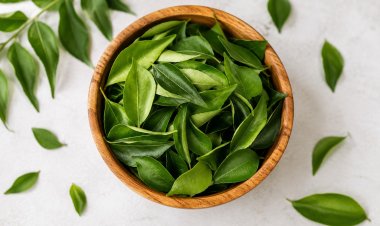THE MANIFOLD BENEFITS OF CURRY LEAVES