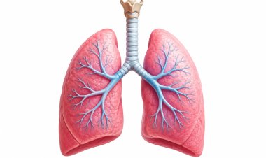 Non-Pharmacological Management of Chronic Obstruction Pulmonary Disease (COPD)