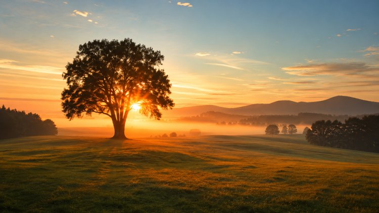 Why the Sunshine Vitamin is so Important