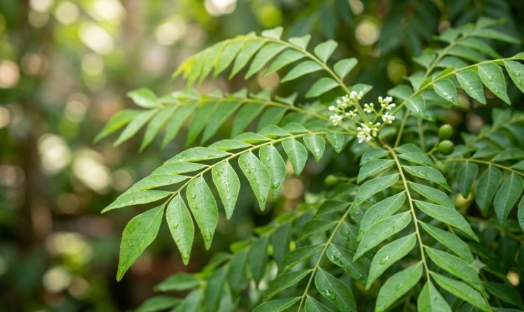 Unlocking the Health Benefits of Curry Leaves